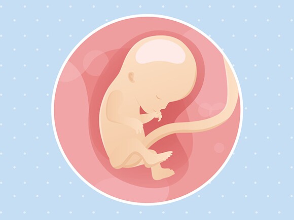 pregnancy-belly-fetal-development-week-12