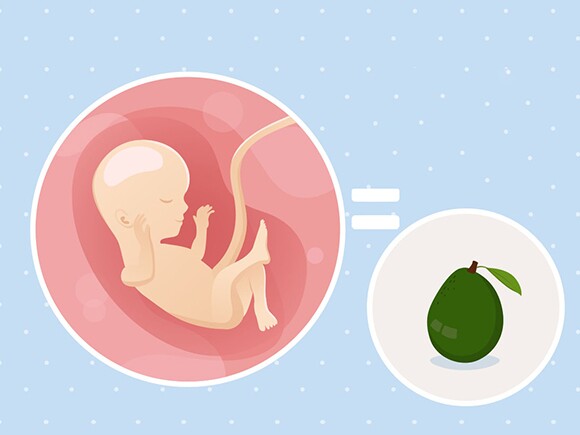 pregnancy-belly-fetal-development-week-16