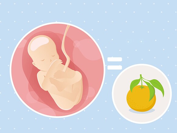 pregnancy-belly-fetal-development-week-19