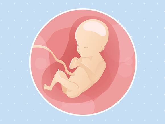 pregnancy-belly-fetal-development-week-21
