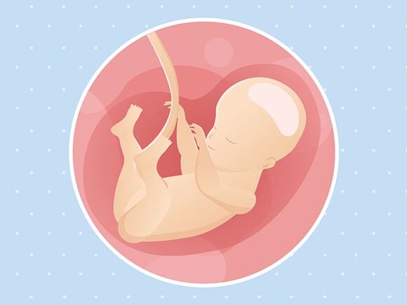 pregnancy-belly-fetal-development-week-28