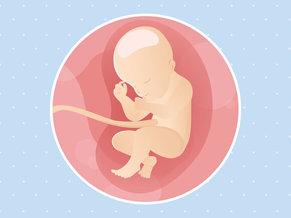 pregnancy-belly-fetal-development-week-31