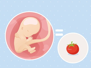 pregnancy-belly-fetal-development-week-11 pregnancy-belly-fetal-development-week-11