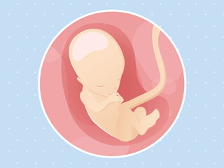 pregnancy-belly-fetal-development-week-13. pregnancy-belly-fetal-development-week-13.