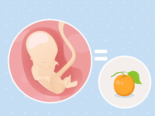 pregnancy-belly-fetal-development-week-14 pregnancy-belly-fetal-development-week-14