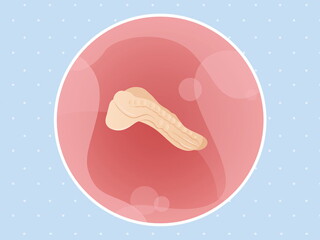 pregnancy-belly-fetal-development-week-3. pregnancy-belly-fetal-development-week-3.