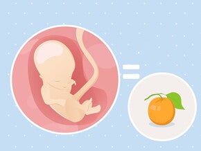 pregnancy-belly-fetal-development-week-14