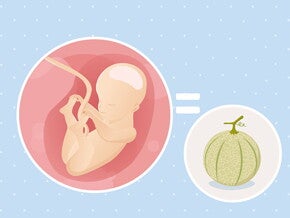 pregnancy-belly-fetal-development-week-25