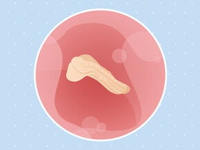 pregnancy-belly-fetal-development-week-3.