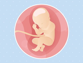 pregnancy-belly-fetal-development-week-31 pregnancy-belly-fetal-development-week-31