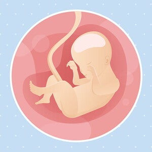 pregnancy-belly-fetal-development-week-24
