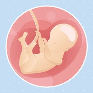 pregnancy-belly-fetal-development-week-28