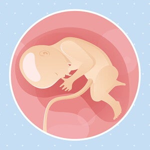 pregnancy-belly-fetal-development-week-33