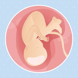 pregnancy-belly-fetal-development-week-37
