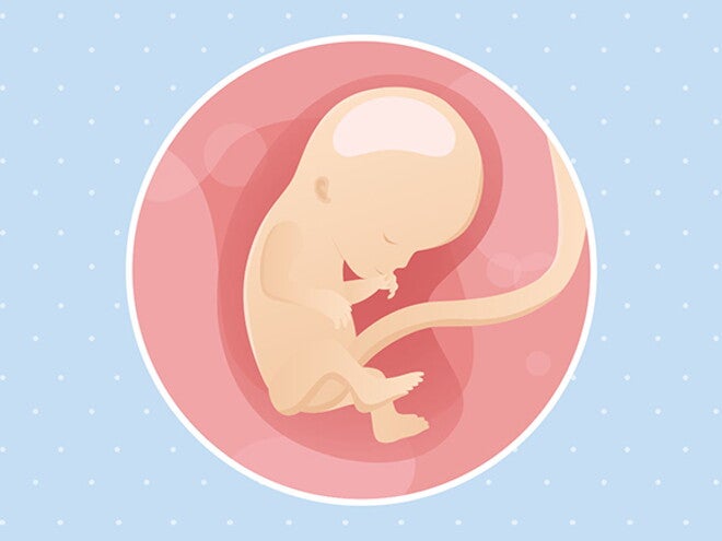 pregnancy-belly-fetal-development-week-12
