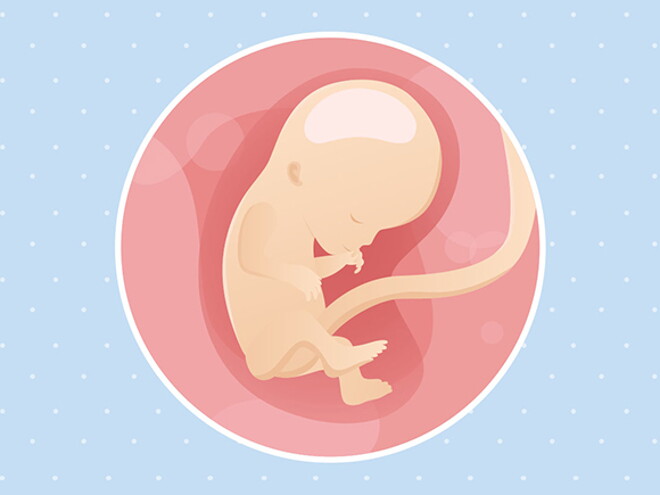 pregnancy-belly-fetal-development-week-12 pregnancy-belly-fetal-development-week-12