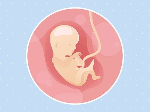 pregnancy-belly-fetal-development-week-15