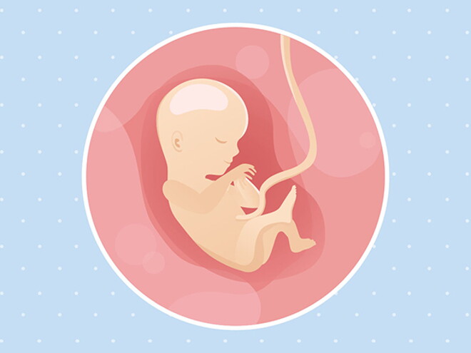 pregnancy-belly-fetal-development-week-15 pregnancy-belly-fetal-development-week-15