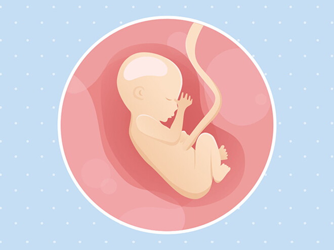 pregnancy-belly-fetal-development-week-17 pregnancy-belly-fetal-development-week-17