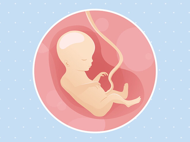 pregnancy-belly-fetal-development-week-18 pregnancy-belly-fetal-development-week-18