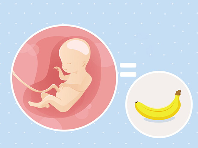 pregnancy-belly-fetal-development-week-20 pregnancy-belly-fetal-development-week-20