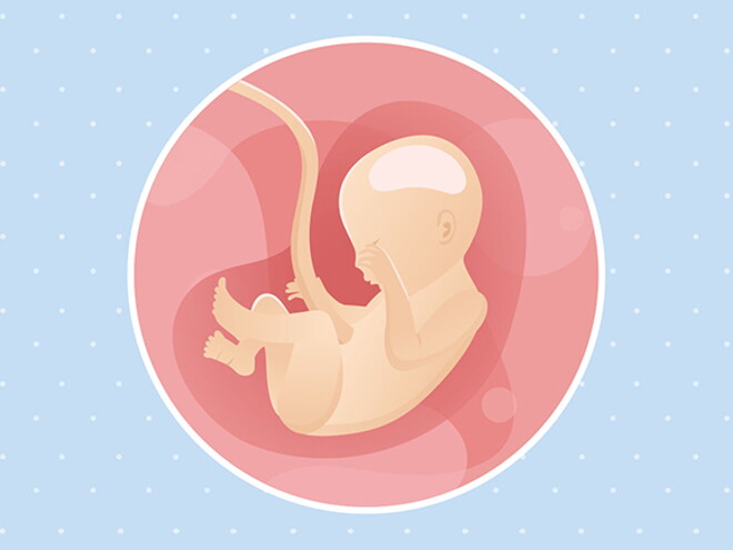 pregnancy-belly-fetal-development-week-22 pregnancy-belly-fetal-development-week-22