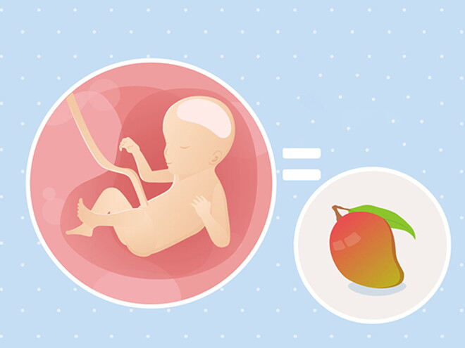 pregnancy-belly-fetal-development-week-23 pregnancy-belly-fetal-development-week-23
