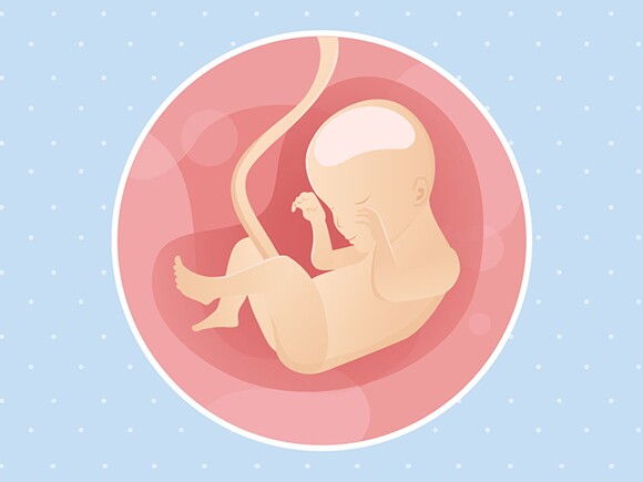 pregnancy-belly-fetal-development-week-24