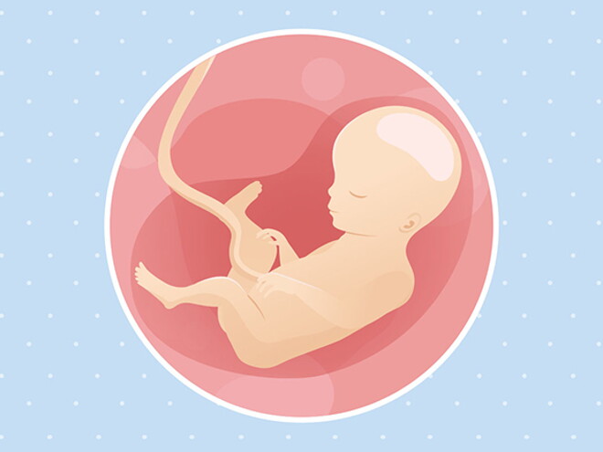 pregnancy-belly-fetal-development-week-27 pregnancy-belly-fetal-development-week-27