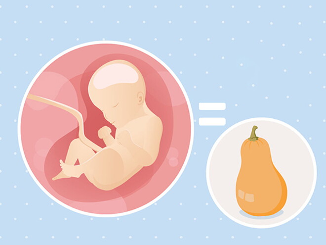 pregnancy-belly-fetal-development-week-29 pregnancy-belly-fetal-development-week-29