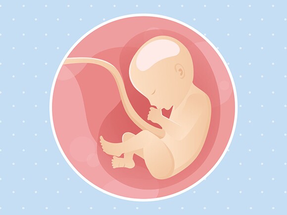 pregnancy-belly-fetal-development-week-30