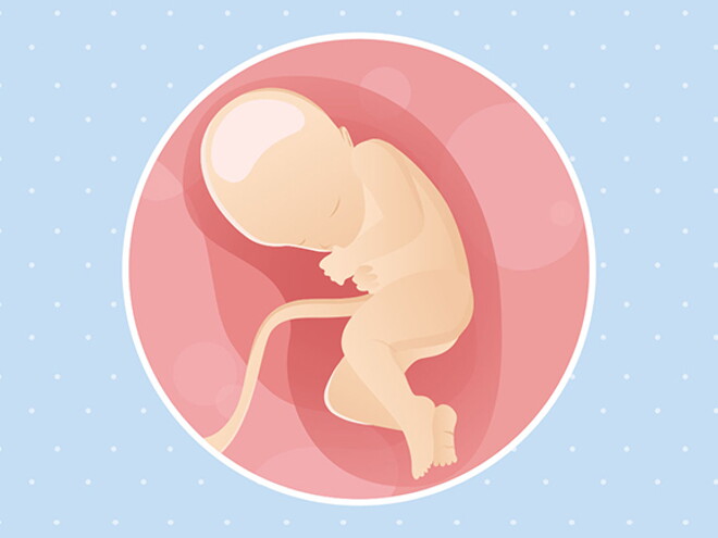 pregnancy-belly-fetal-development-week-32 pregnancy-belly-fetal-development-week-32