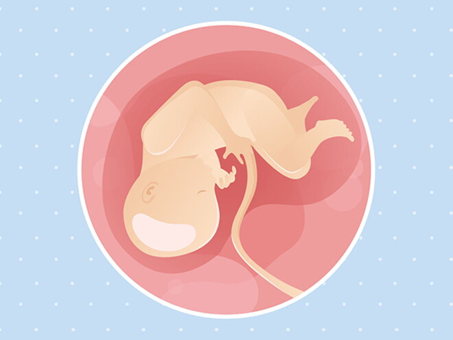 pregnancy-belly-fetal-development-week-34 pregnancy-belly-fetal-development-week-34
