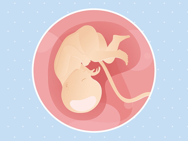 pregnancy-belly-fetal-development-week-35 pregnancy-belly-fetal-development-week-35