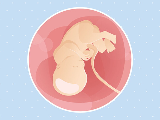 pregnancy-belly-fetal-development-week-36 pregnancy-belly-fetal-development-week-36