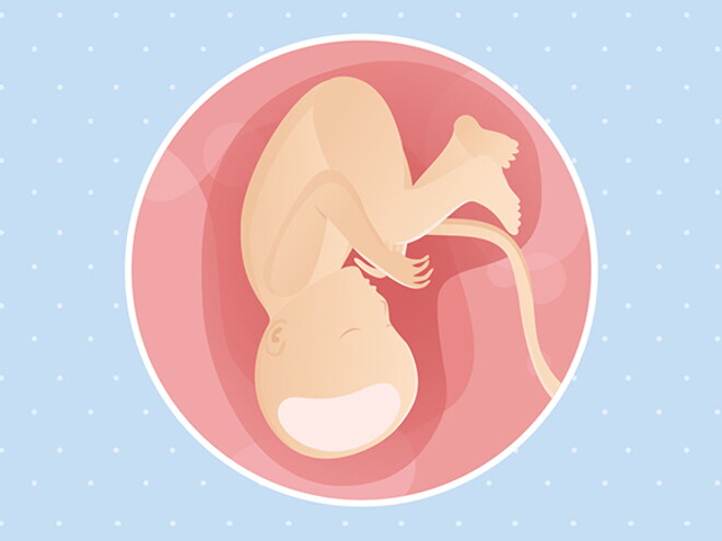 pregnancy-belly-fetal-development-week-37 pregnancy-belly-fetal-development-week-37