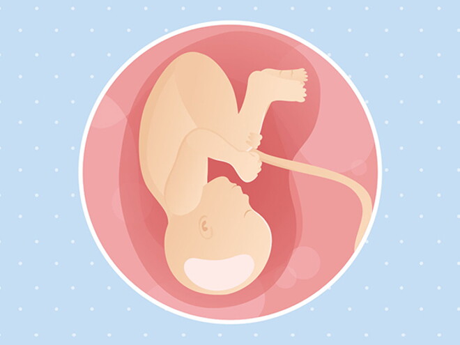 pregnancy-belly-fetal-development-week-38 pregnancy-belly-fetal-development-week-38