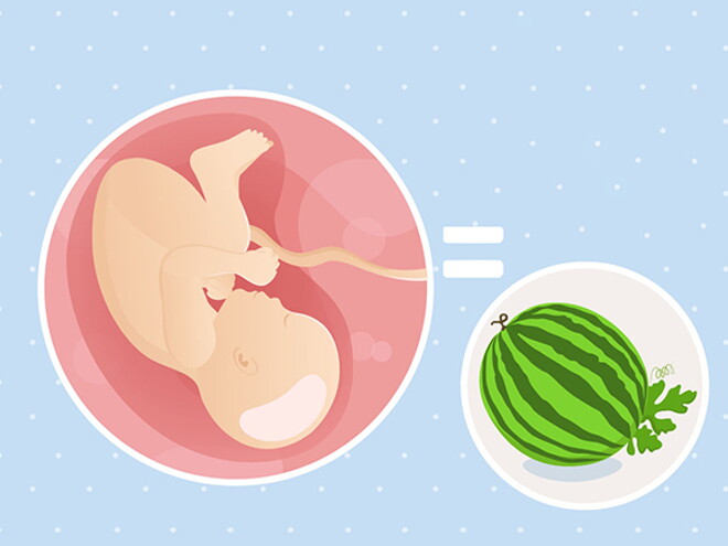 pregnancy-belly-fetal-development-week-39 pregnancy-belly-fetal-development-week-39