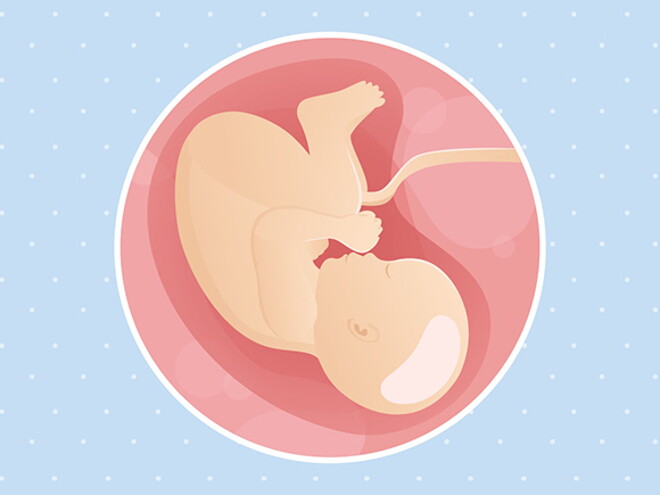 pregnancy-belly-fetal-development-week-40 pregnancy-belly-fetal-development-week-40