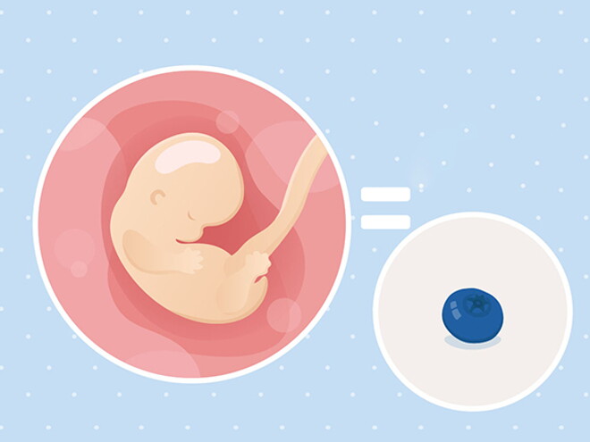 pregnancy-belly-fetal-development-week-7 pregnancy-belly-fetal-development-week-7