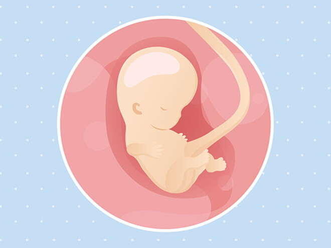 pregnancy-belly-fetal-development-week-9 pregnancy-belly-fetal-development-week-9