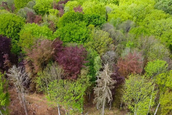 Trees Trees