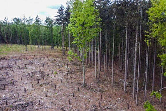 Trees Trees