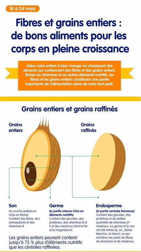 Fibres et grains infographic Fibres et grains infographic
