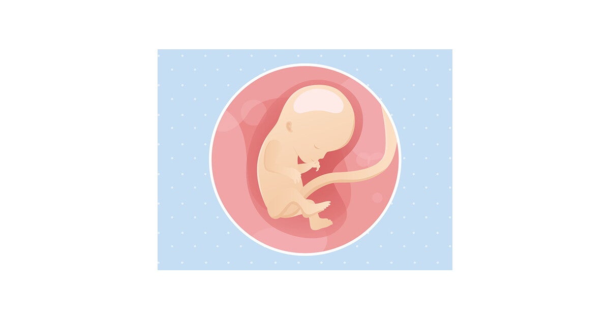 Enceinte De 12 Semaines Baby And Me